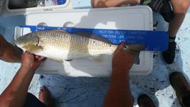 Redfish Roper Fishing Guide - Rockport Port O'Connor and Seadrift.