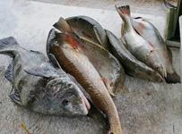 Redfish Roper Fishing Guide - Rockport Port O'Connor and Seadrift.